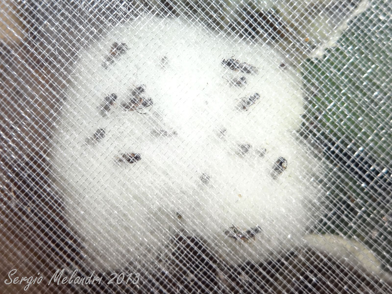Bruco parassitato